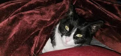 An adult medium-sized male Black & White / Tuxedo Domestic Short Hair cat named Oreo for adoption in Davis, CA