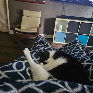 Oreo thumbnail 3