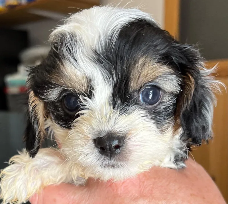 A baby small-sized male Poodle dog named Nestle for adoption in Thompson Falls, MT