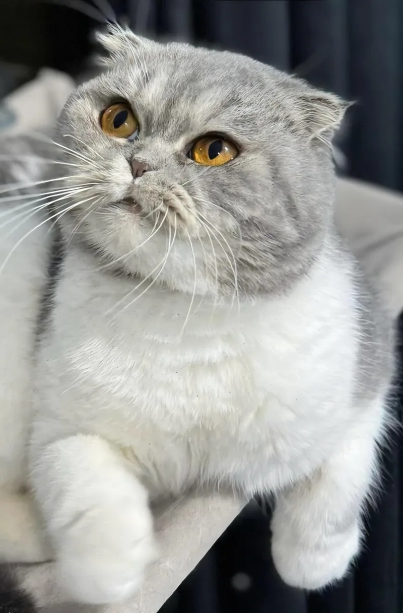 A young medium-sized female Scottish Fold cat named Angie for adoption in Snow Hill, MD
