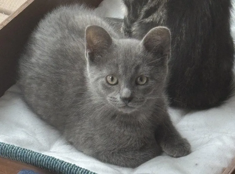 A baby medium-sized male Domestic Short Hair cat named Terry Hall for adoption in Walled Lake, MI