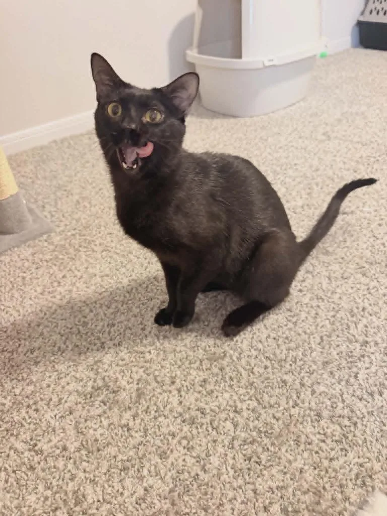 A young medium-sized male Domestic Short Hair cat named Sirius Black for adoption in Hoover , AL