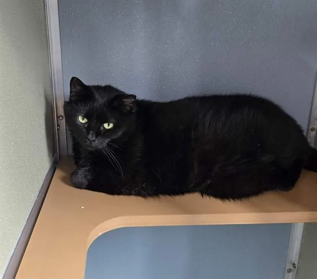 An adult small-sized female Domestic Short Hair cat named Jayla for adoption in Westminster, MD