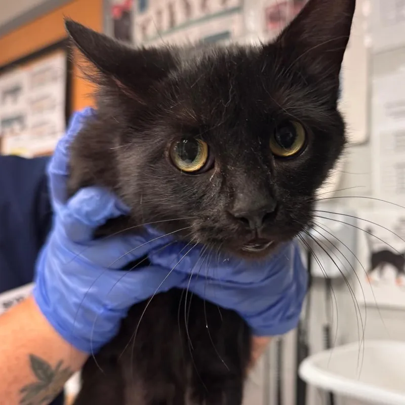 An adult medium-sized female Black Domestic Short Hair cat named Onyx for adoption in Birdsboro, PA