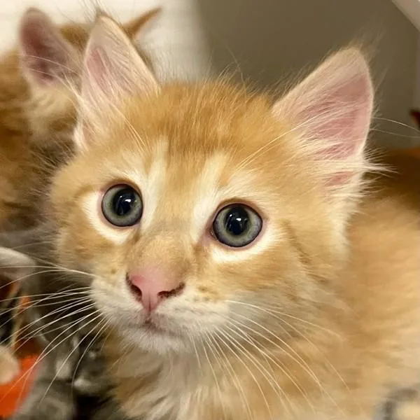 A baby small-sized male Domestic Medium Hair cat named Costa Rica for adoption in Walnut Creek, CA