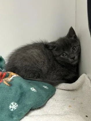 A baby small-sized male Domestic Short Hair cat named Topaz for adoption in West Chester, PA
