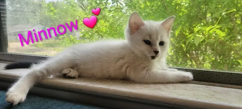 Cat Cafe Minnow