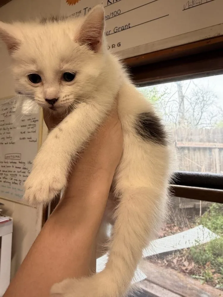 Cat Cafe Minnow thumbnail 2