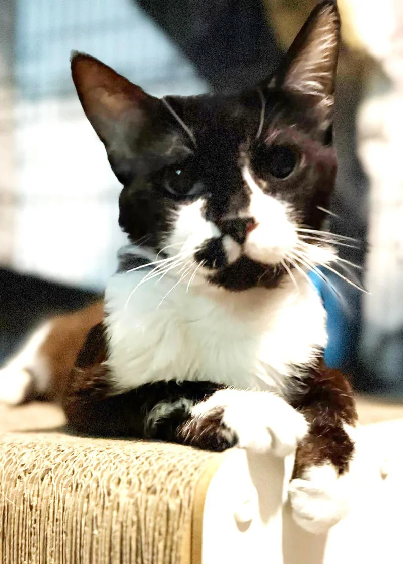 An adult medium-sized male Black Tuxedo cat named Kendrick Clawmar for adoption in Chandler, AZ