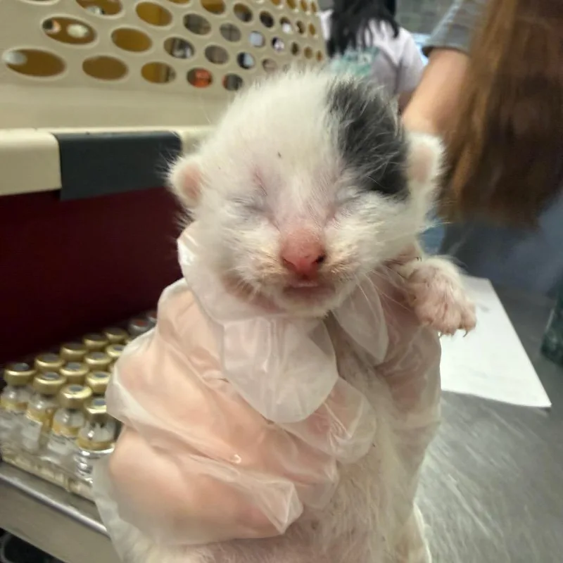 A baby small-sized male White Domestic Medium Hair cat named Wiz for adoption in Charleston, WV