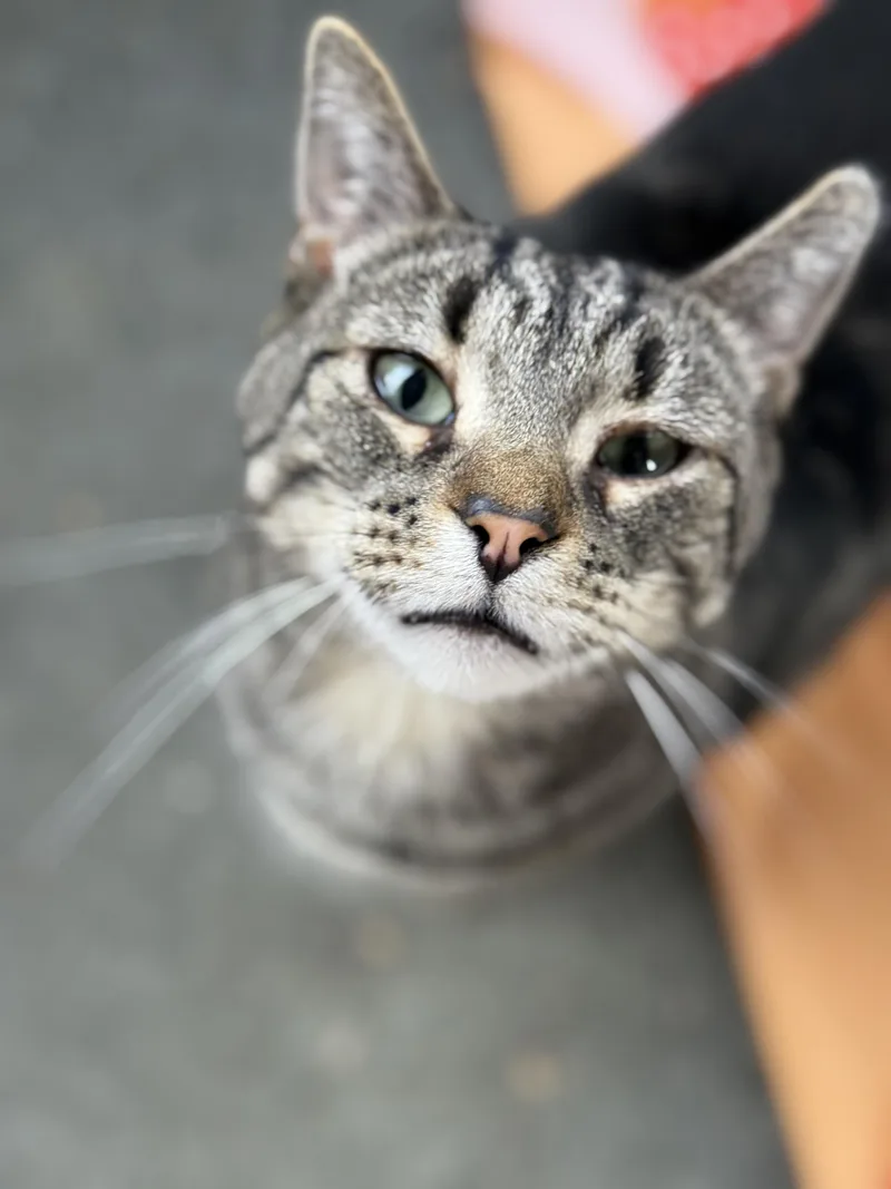 Maisie Sweets thumbnail 2