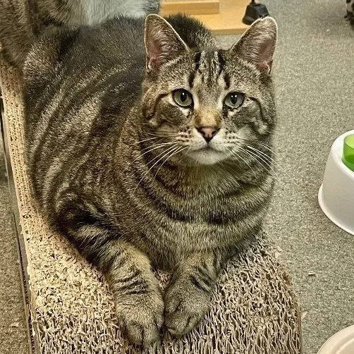 Maisie Sweets thumbnail 3