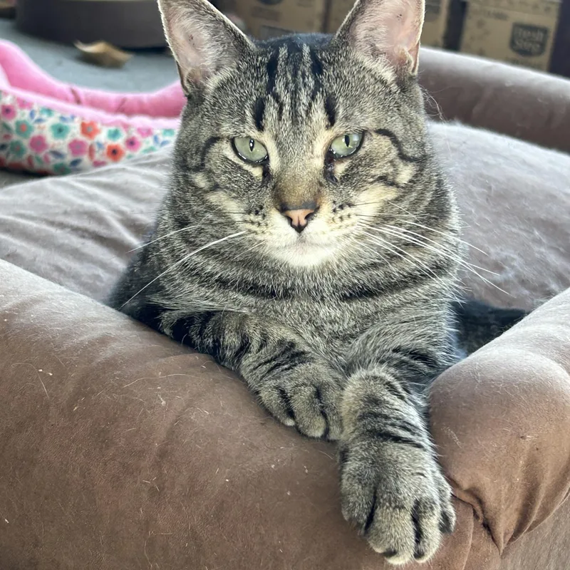 Maisie Sweets thumbnail 4