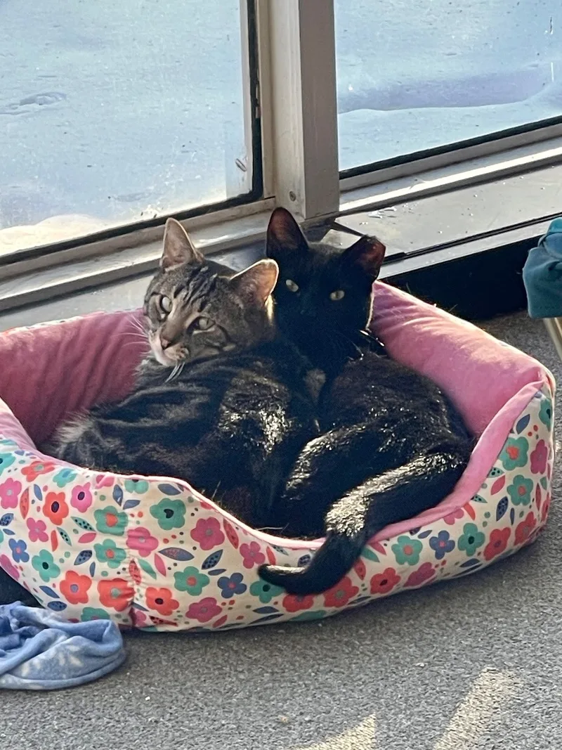 Maisie Sweets thumbnail 5