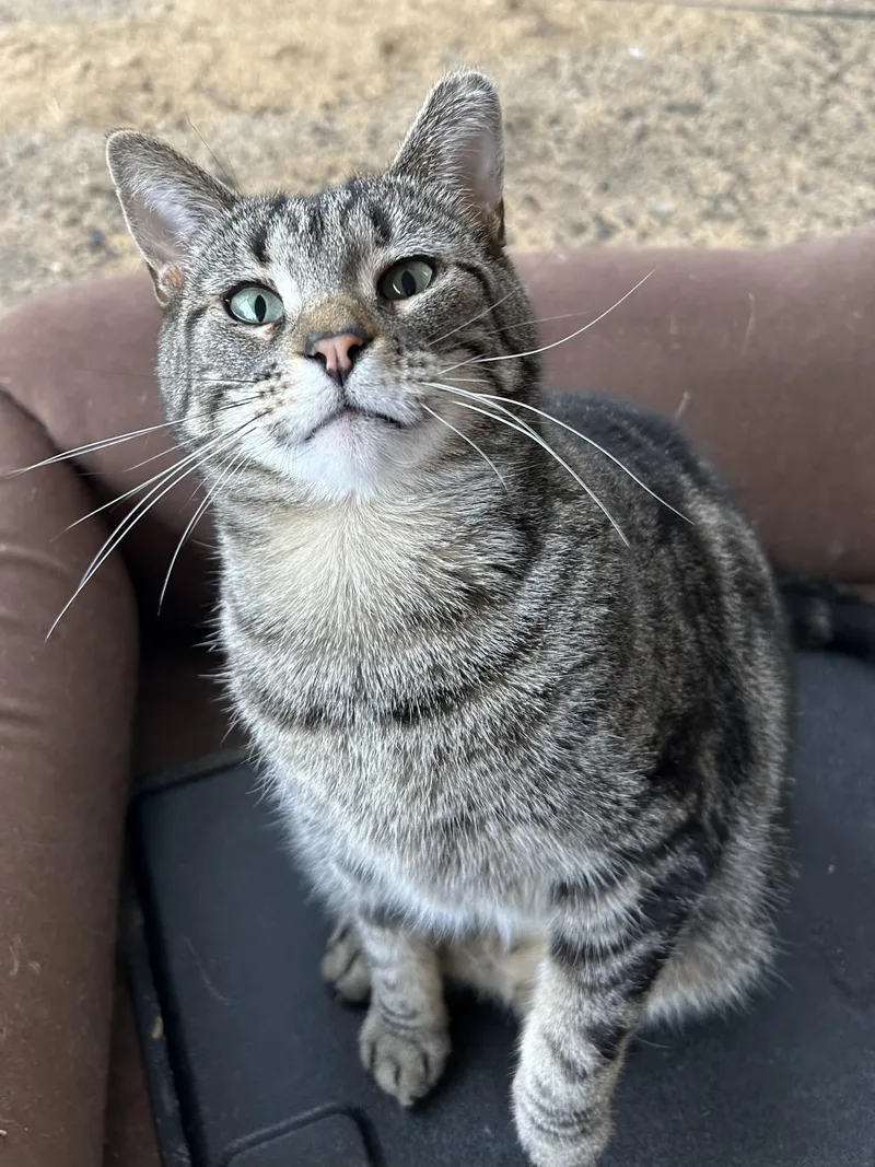 Maisie Sweets thumbnail 6