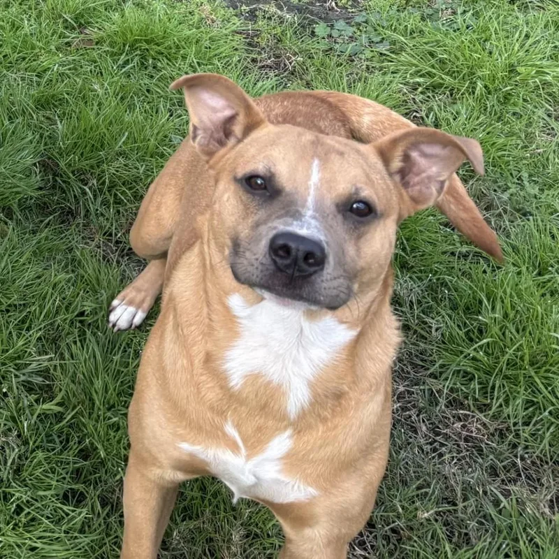 An adult medium-sized male Yellow / Tan / Blond / Fawn Mixed Breed dog named Chibbs for adoption in Coldspring, TX