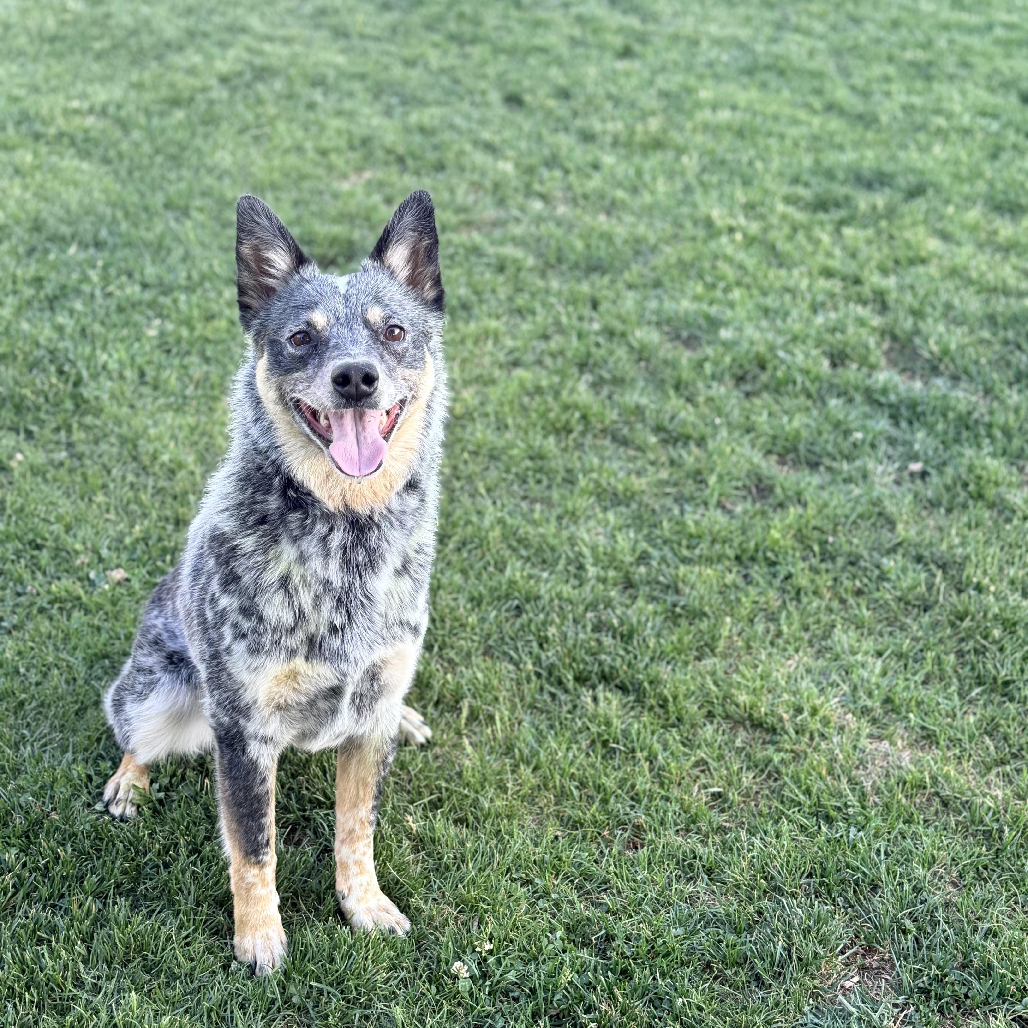 An adult small-sized male Tricolor (Brown, Black, & White) Cattle Dog dog named Blizzard for adoption in Sadler, TX