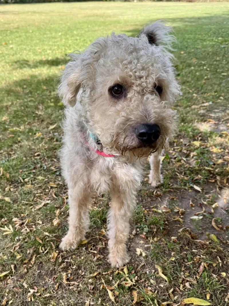 An adult medium-sized male White / Cream Standard Poodle dog named Waggles for adoption in Midland, MI