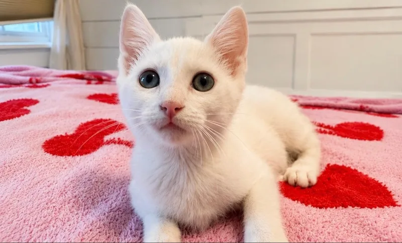 A baby medium-sized male White Domestic Short Hair cat named Blizzard for adoption in Victor, NY