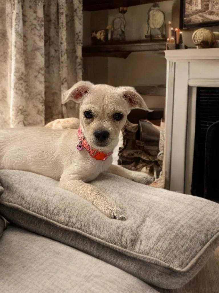 Dolly