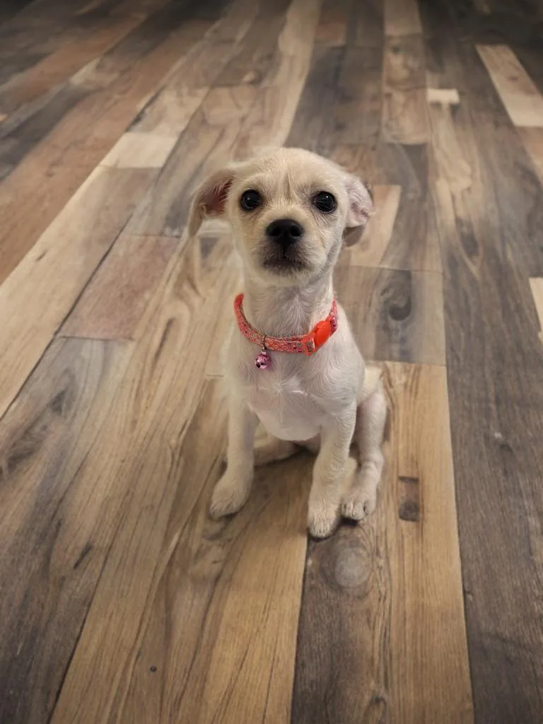 Dolly thumbnail 2