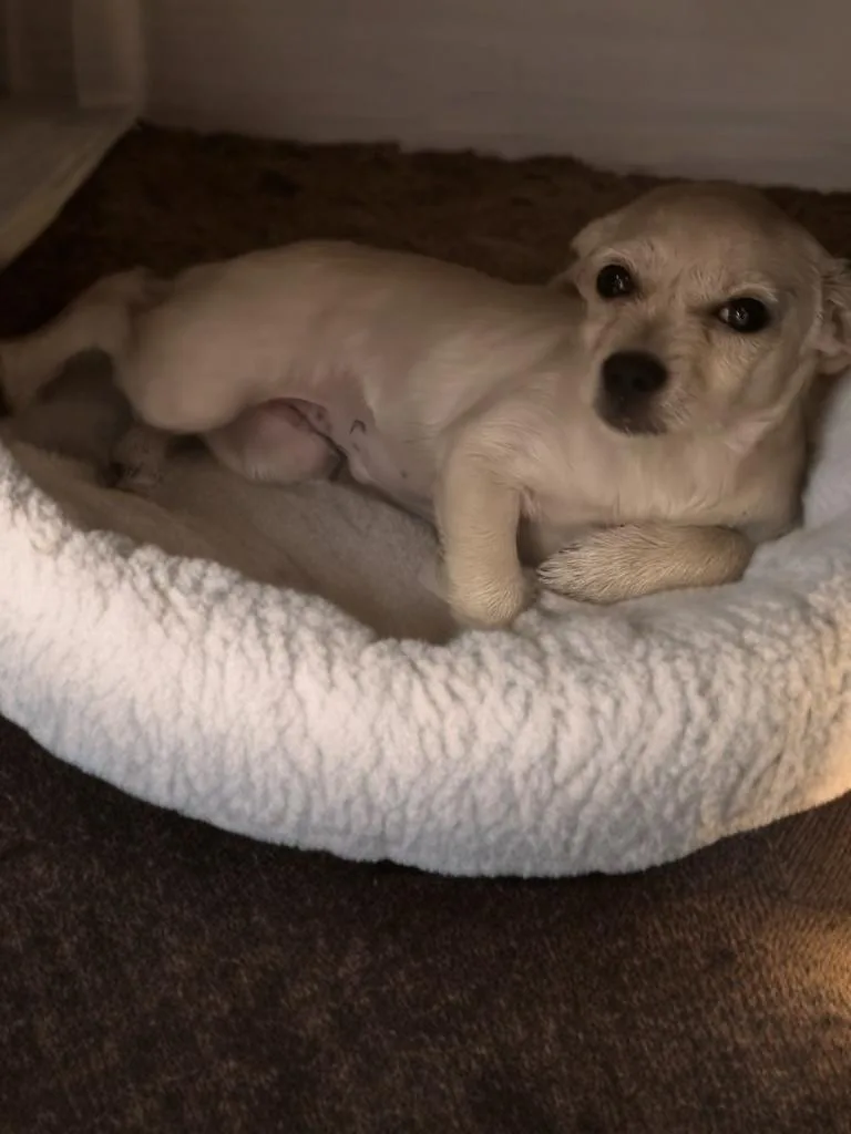 Dolly thumbnail 3