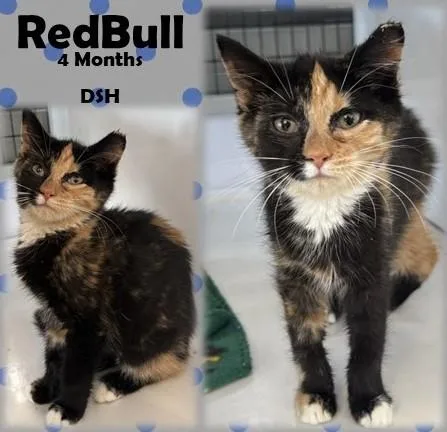 A young medium-sized female Calico Domestic Short Hair cat named Red Bull for adoption in Franklin, IN