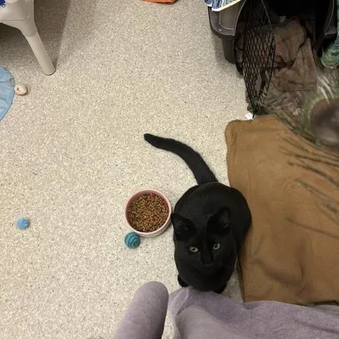 A young medium-sized female Black Domestic Short Hair cat named Libbi for adoption in Springfield, MA
