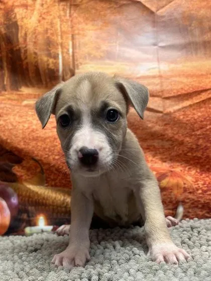 A baby small-sized female Shepherd dog named Clefairy for adoption in San Antonio, TX