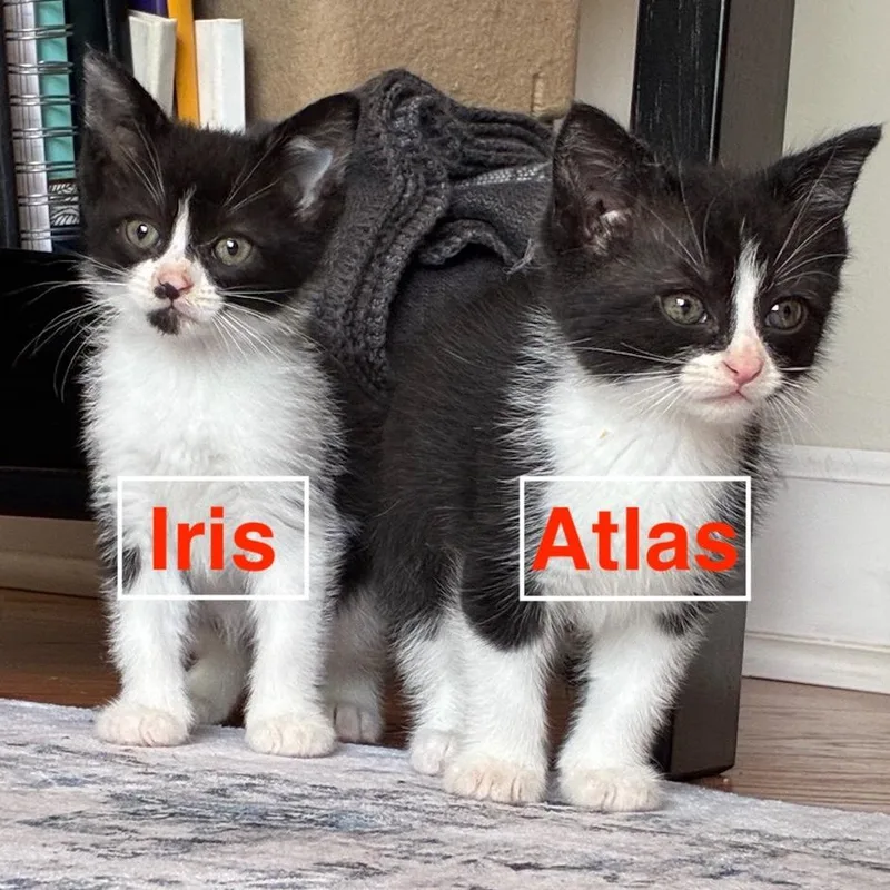 Iris thumbnail 6