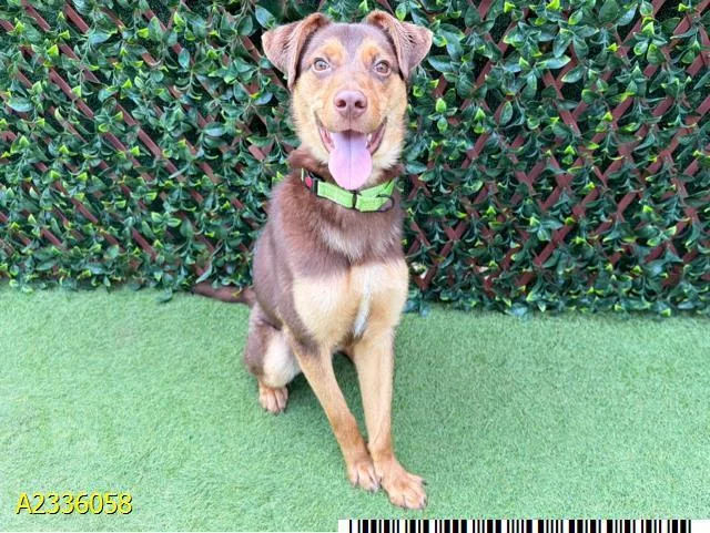 A young medium-sized male Mixed Breed dog named Kepler for adoption in West Palm Beach, FL