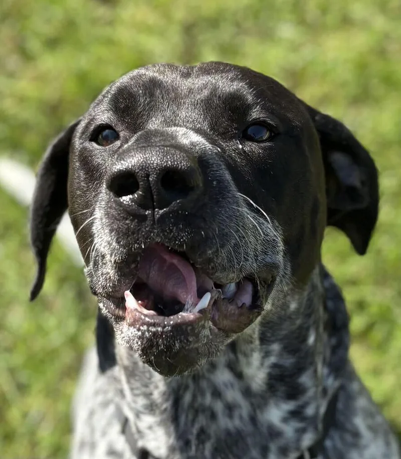An adult large-sized male German Shorthaired Pointer dog named Finn for adoption in Jackson, MI