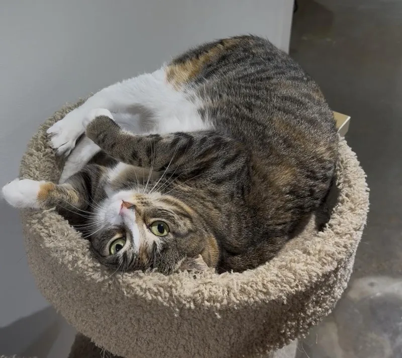 An adult large-sized female Domestic Short Hair cat named Miss Honey At for adoption in Omaha, NE
