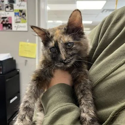 A baby small-sized female Domestic Medium Hair cat named LaverneShirley Blind Bonded for adoption in East Brookfield, MA