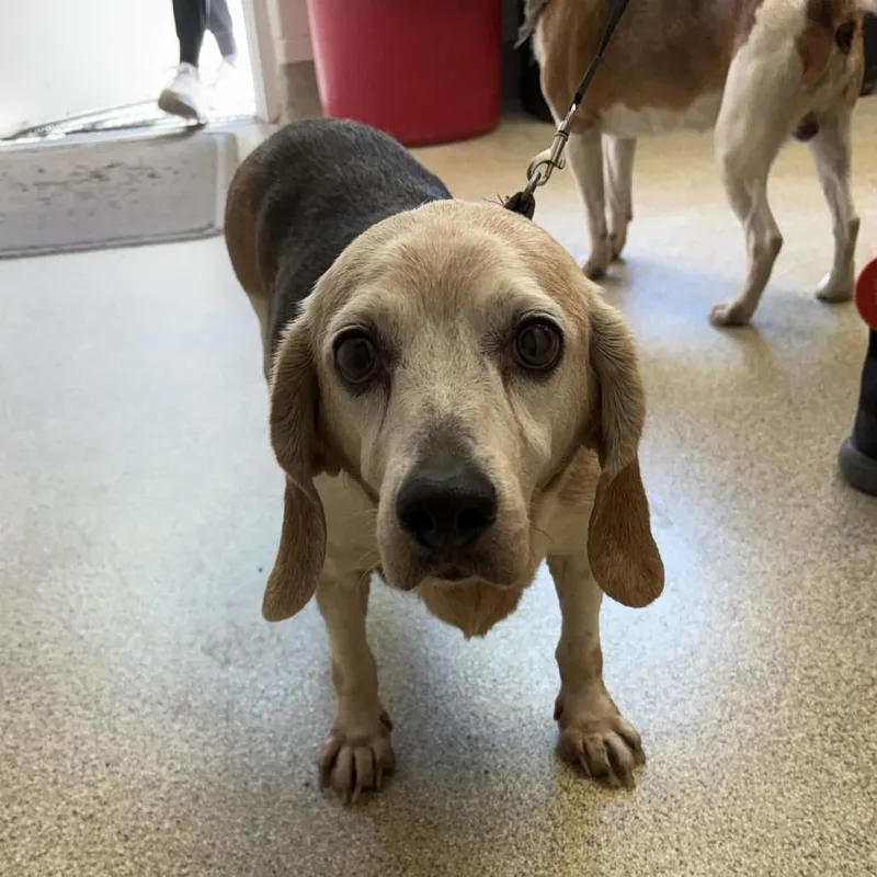 A senior medium-sized female Brown / Chocolate Beagle dog named Sage for adoption in Gloucester, VA
