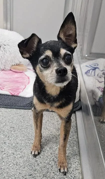 A senior small-sized male Black Chihuahua dog named Muggsey for adoption in Annapolis, MD
