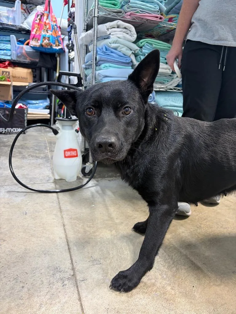 A young medium-sized female German Shepherd Dog dog named Eclipse for adoption in Morgantown, KY