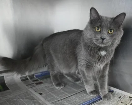 A young small-sized male Domestic Long Hair cat named Spot for adoption in West Seneca, NY