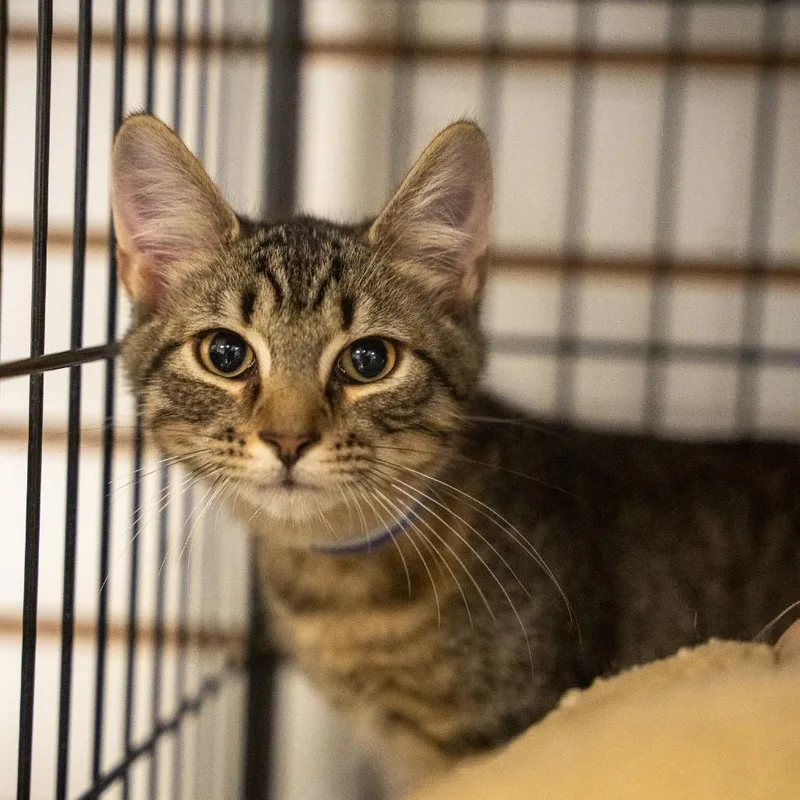 A baby small-sized male Brown / Chocolate Domestic Short Hair cat named Fudge for adoption in Pawling, NY