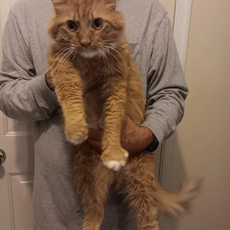 An adult medium-sized male Orange & White Maine Coon cat named Tj for adoption in North East, MD