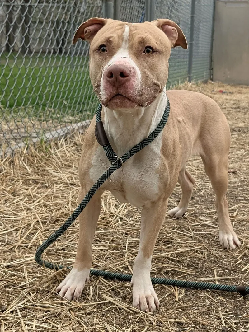 Liandrin thumbnail 3