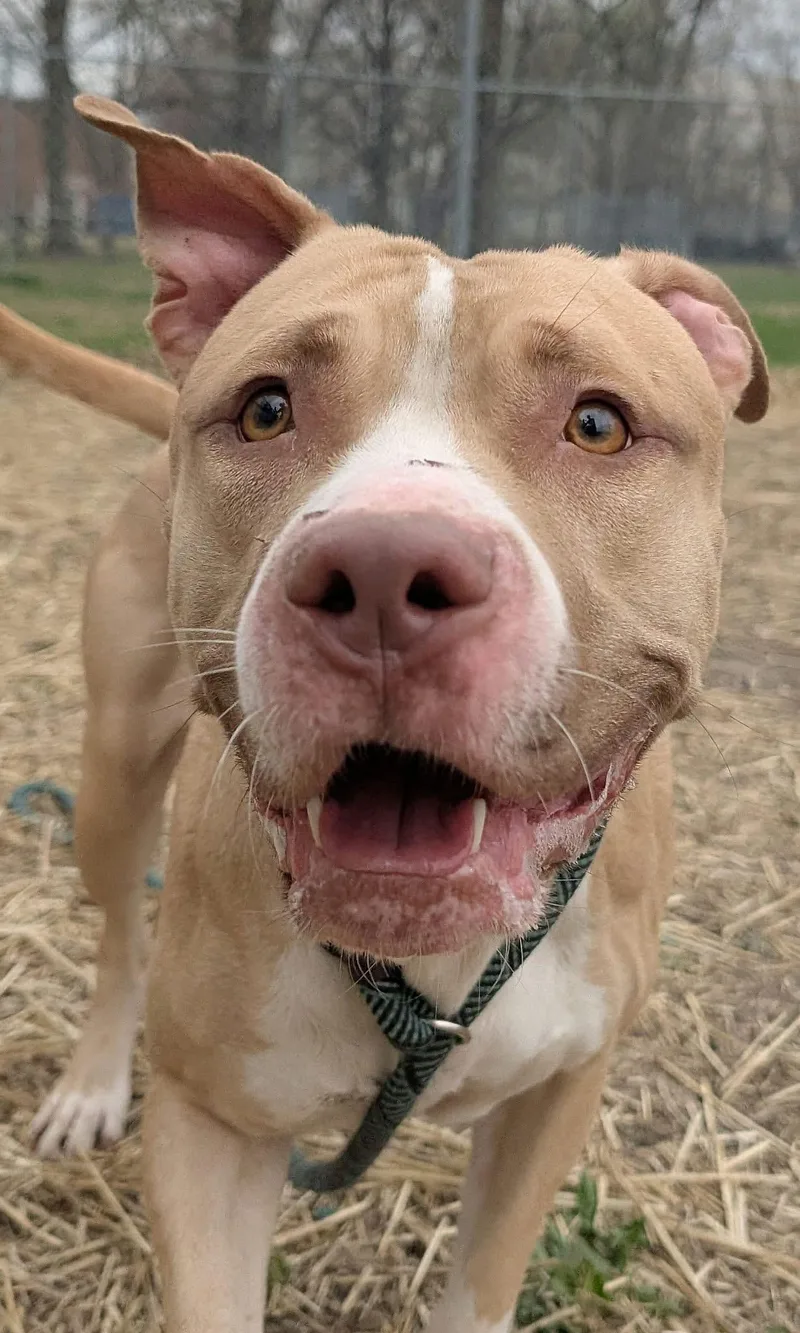 An adult medium-sized female Yellow / Tan / Blond / Fawn Pit Bull Terrier dog named Liandrin for adoption in Chicago, IL