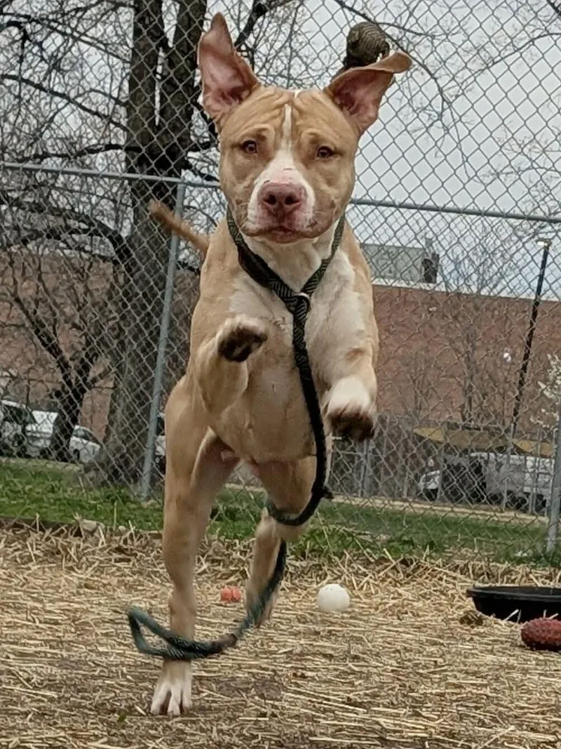 Liandrin thumbnail 4