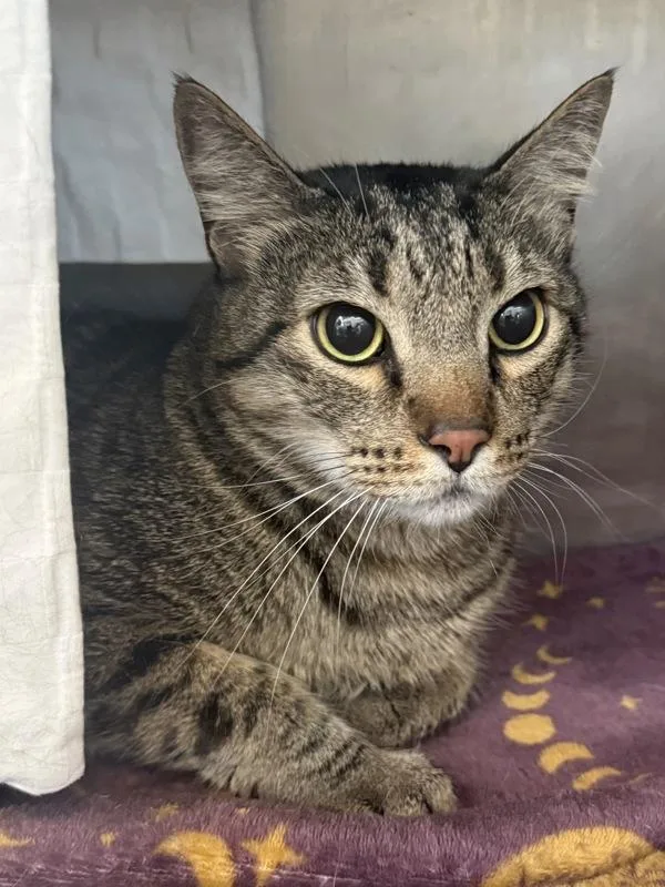 An adult small-sized male Domestic Short Hair cat named Jetson for adoption in Austin, TX