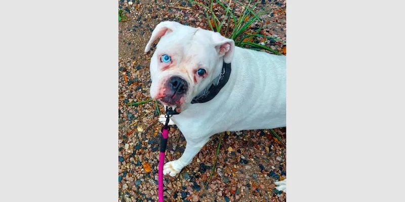A senior medium-sized female White / Cream Boxer dog named Ivy III for adoption in Hewitt, TX