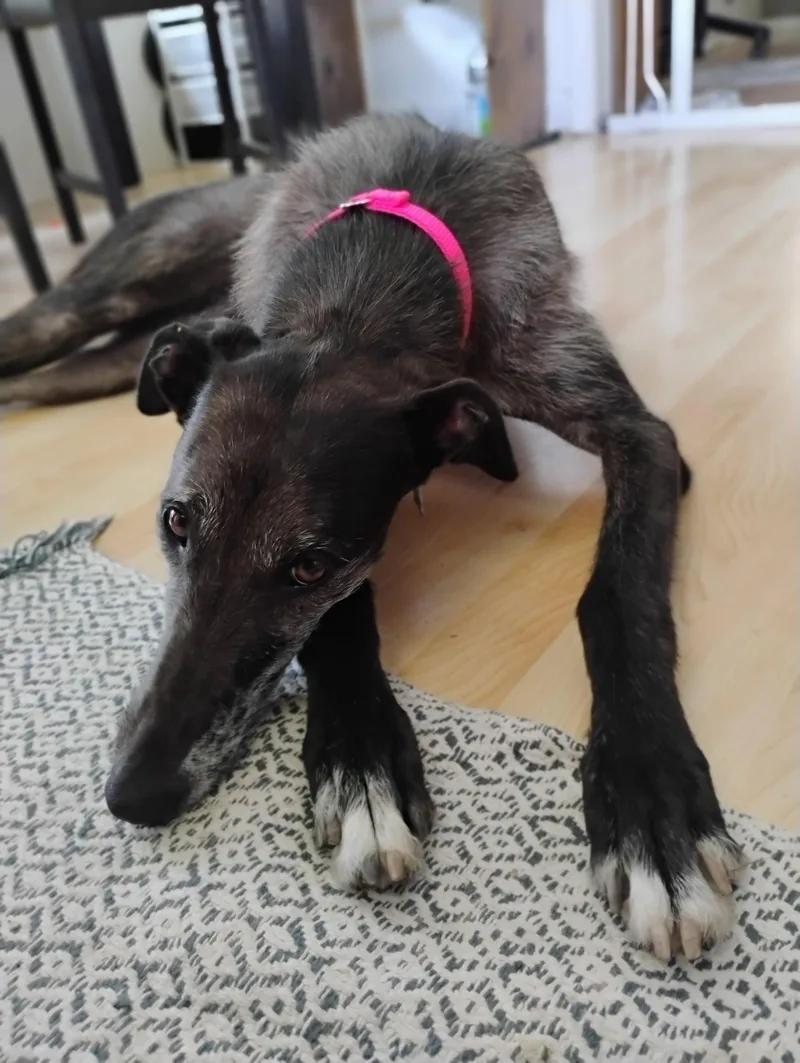 An adult large-sized female Greyhound dog named Moxie for adoption in Kansas City, MO