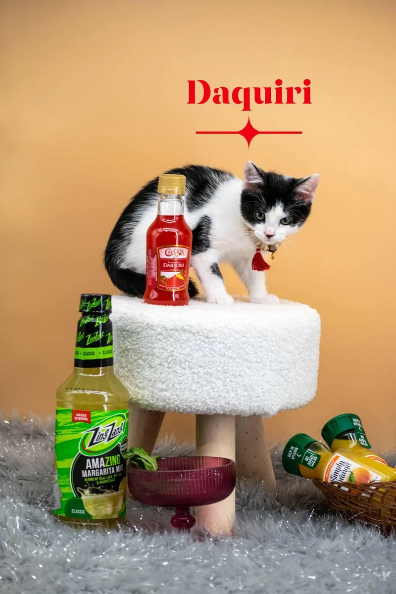 A baby small-sized female Black & White / Tuxedo Domestic Short Hair cat named Daiquiri for adoption in Sevierville, TN