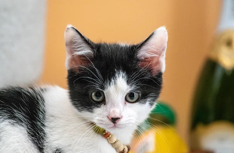 Daiquiri thumbnail 2