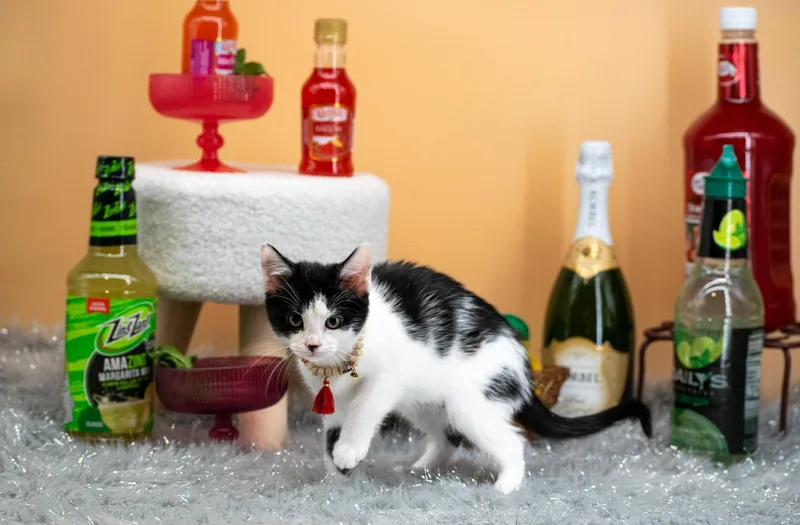 Daiquiri thumbnail 3