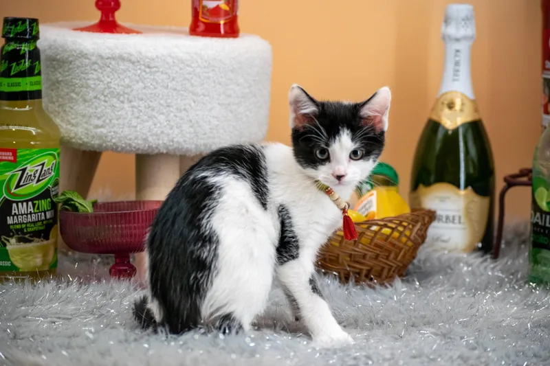 Daiquiri thumbnail 4